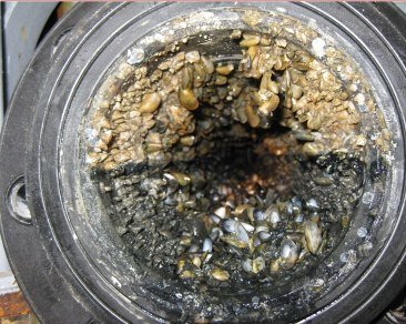 Línea de captación colonizada por mejillones y cracas tras doce meses sin tratamiento